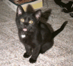 Atilla when he was an itty bitty kitty in December 1996