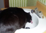Atilla drinking out of the faucet in the Marsha Brady bathroom