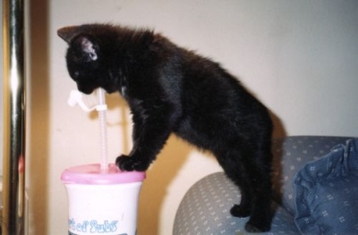 Atilla drinking from a straw when he was a kitten