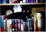 Atilla hiding in the bookshelves