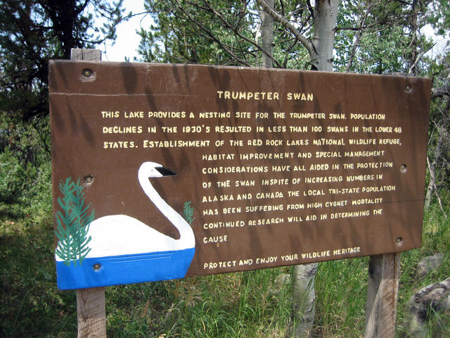 Swan Refuge at Indian Lake