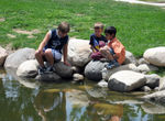 Soren & Philip trying to catch tadpoles with another boy at the Interfaith Picnic