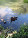 Duck @ Idlewild Park