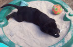 Rocky playing in the sandbox