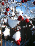 Snow Berries