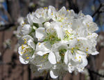 cherry blossom cluster