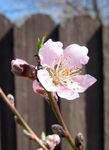 peach blossom (#2)