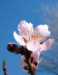 peach blossom (#1)