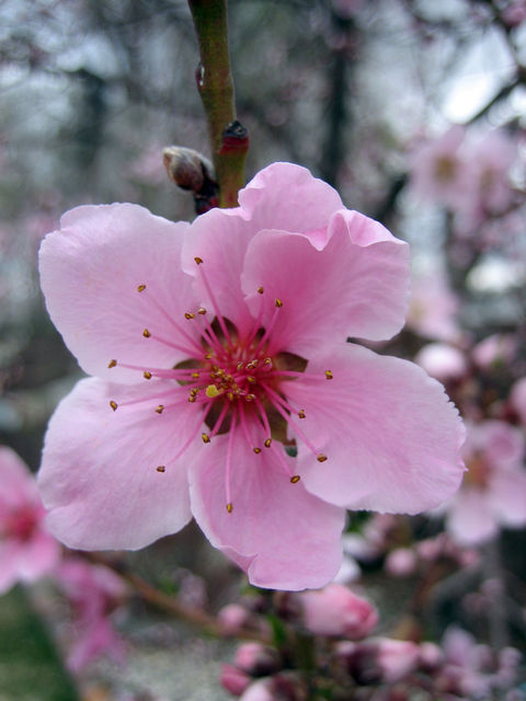 Another pretty peach blossom