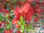 Japanese Flowering Quince (Red)