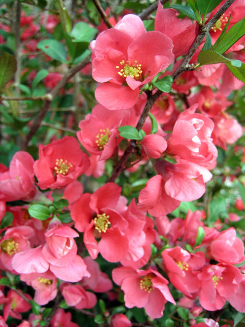 Japanese Flowering Quince (Pink)