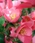Japanese Flowering Quince (Pink, close-up)