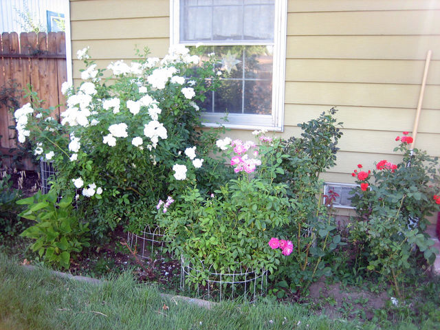 My rose garden (needs to be weeded!)