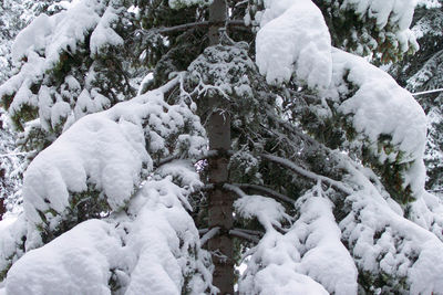 Snowy Tree (10-26-04)