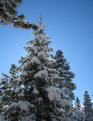 more snowy trees (01-15-06)