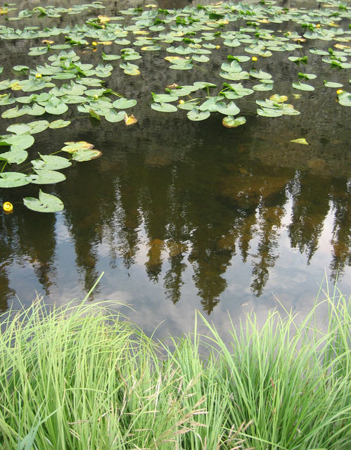 Blooming lily pads on Isa Lake