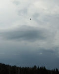 Speck of Bald Eagle flying over the Yellowstone River
